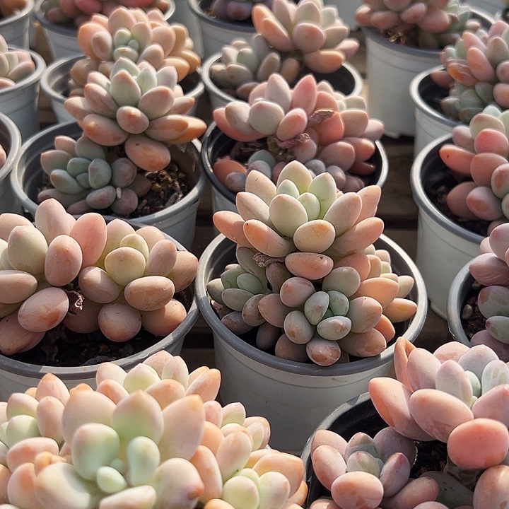 团    019  红洛神 