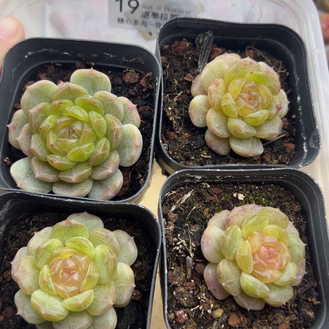白恋4颗脱土发货19号