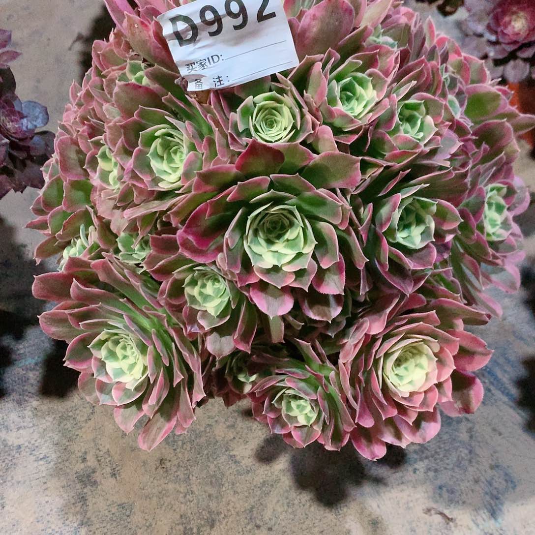 白凤法师锦d99266