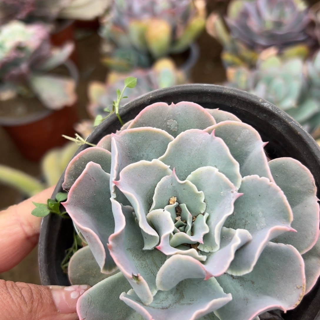 多肉植物水果糖单头