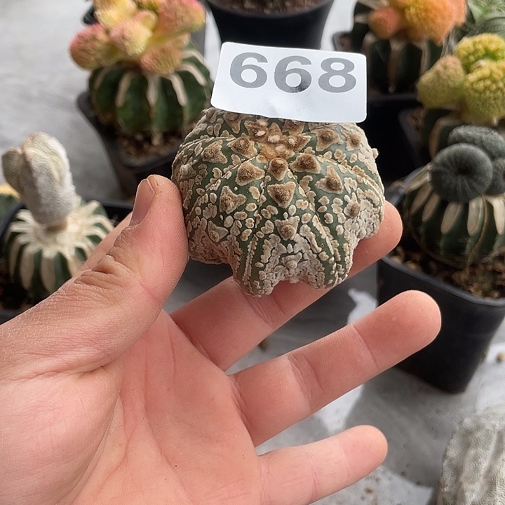 完全开放668海星奇迹