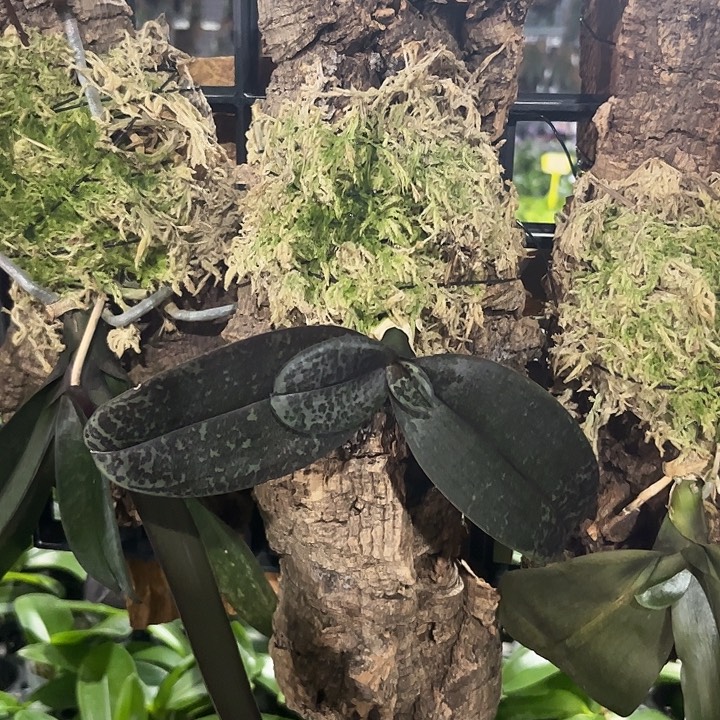 完全开放盲盒西雷利