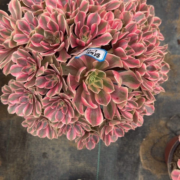 女妖多肉法师不包损28