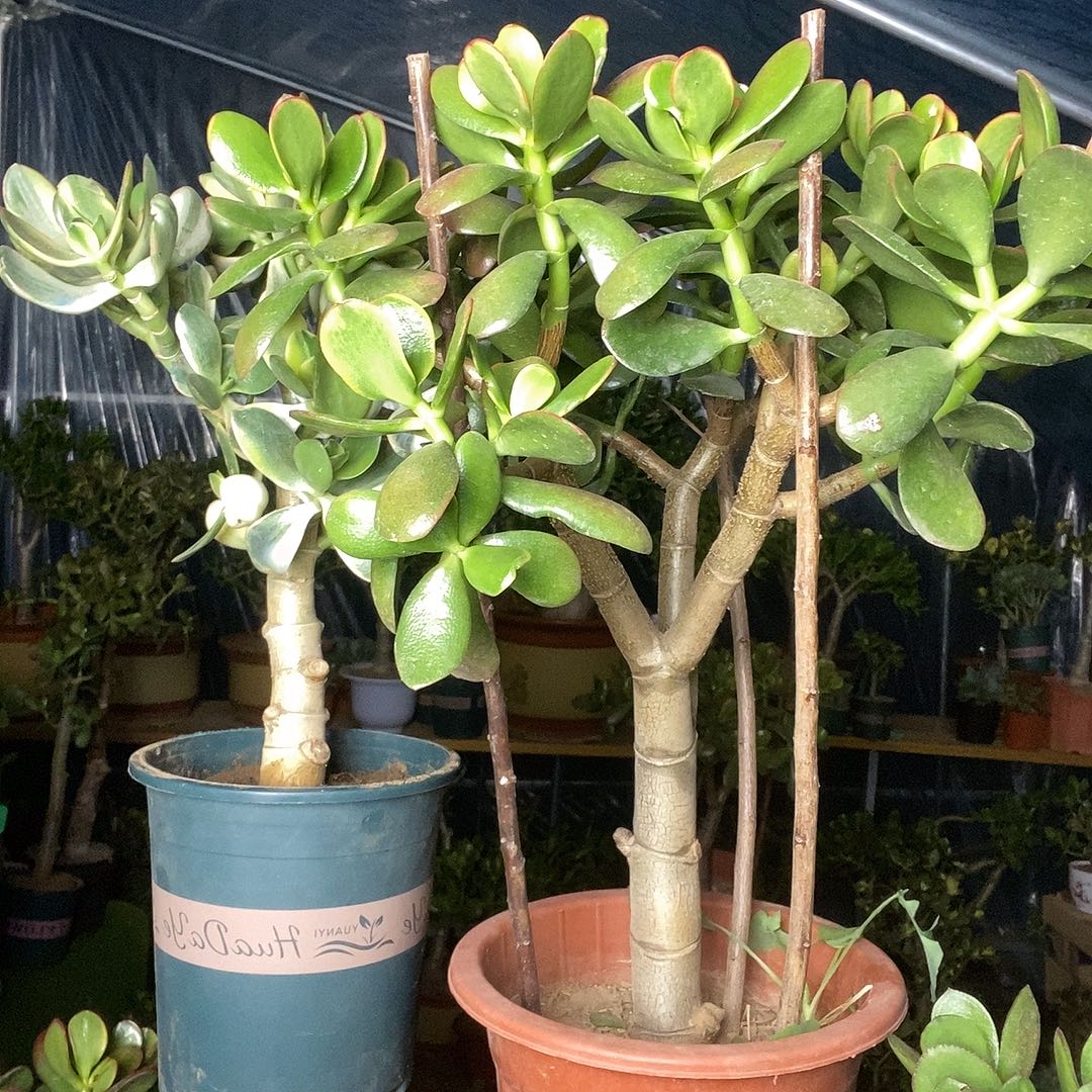 过***6完全开放黄金花月一物一拍