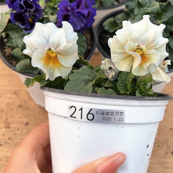 红陶抖音直播闪拍216