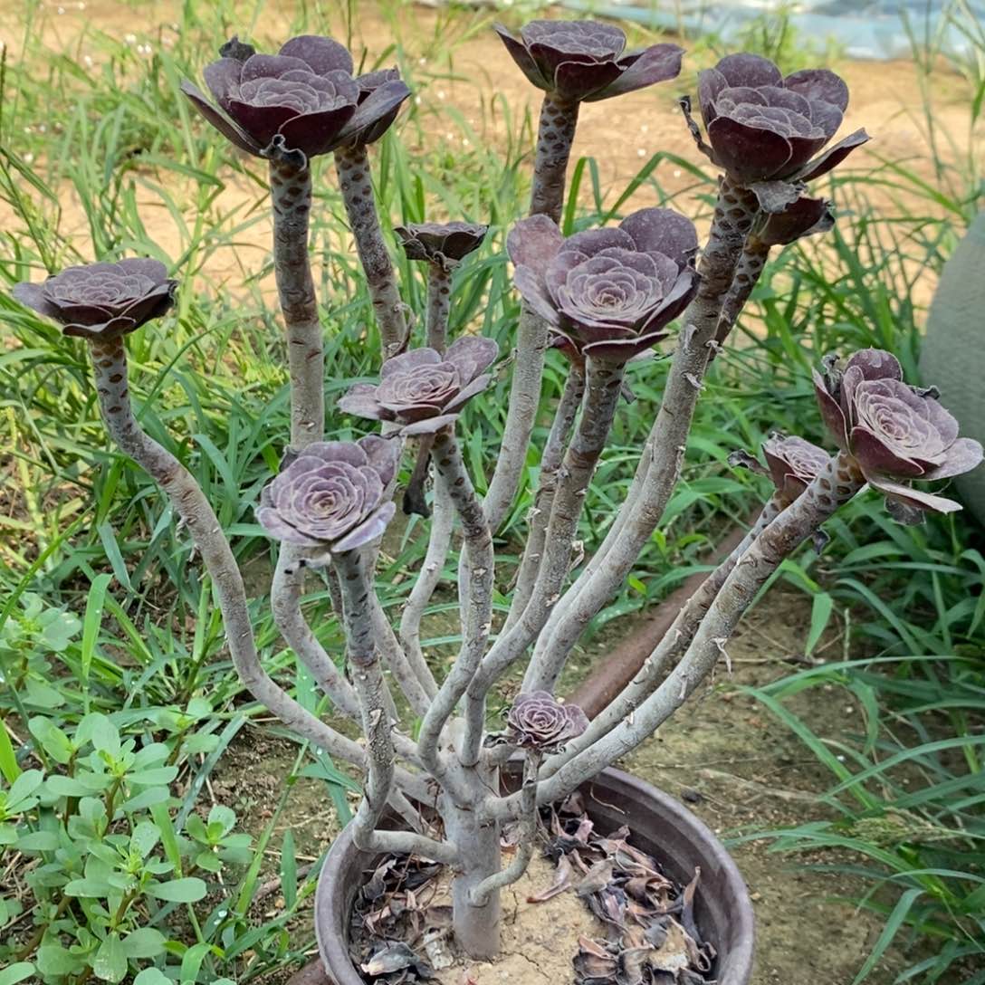 圆叶多肉植物044 