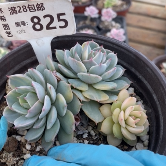 825一一一一一一一一一