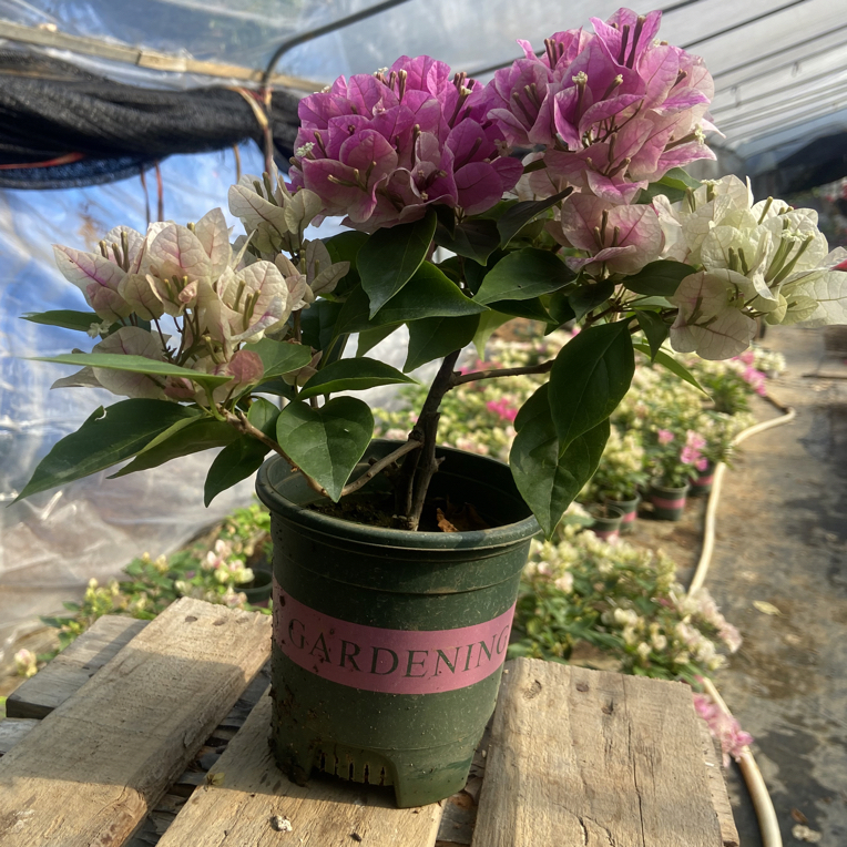 漳红樱（0.35盆掉花掉叶不售后，介意勿拍）