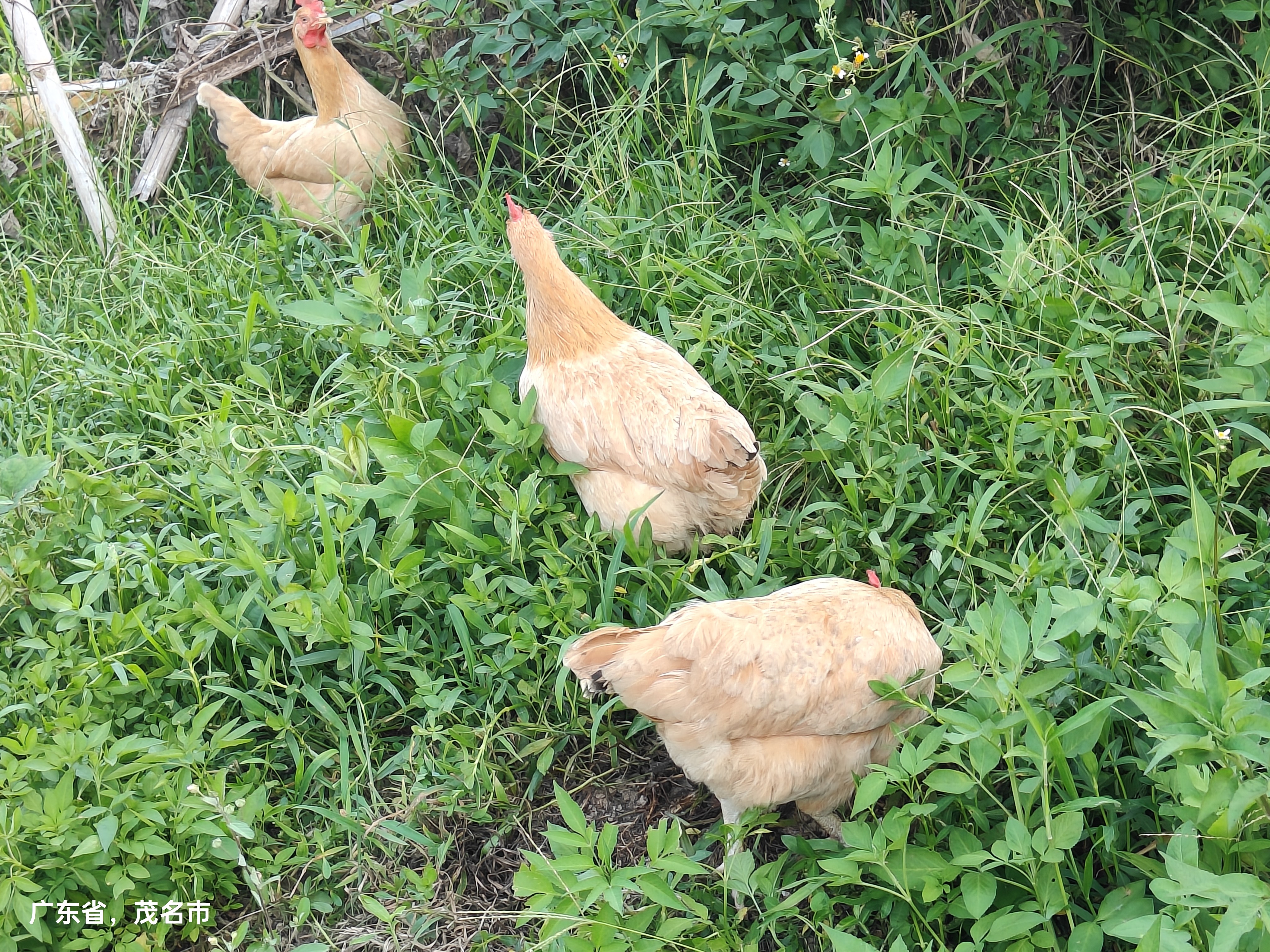 两只包邮！老水土鸡项，现买现宰带内脏顺丰冷链滋补鲜美