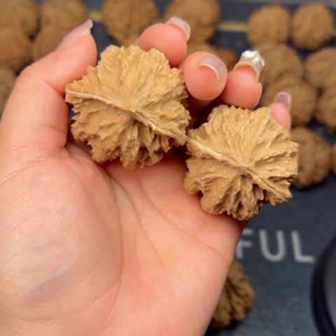桃核吊坠秦岭山脉野生植物