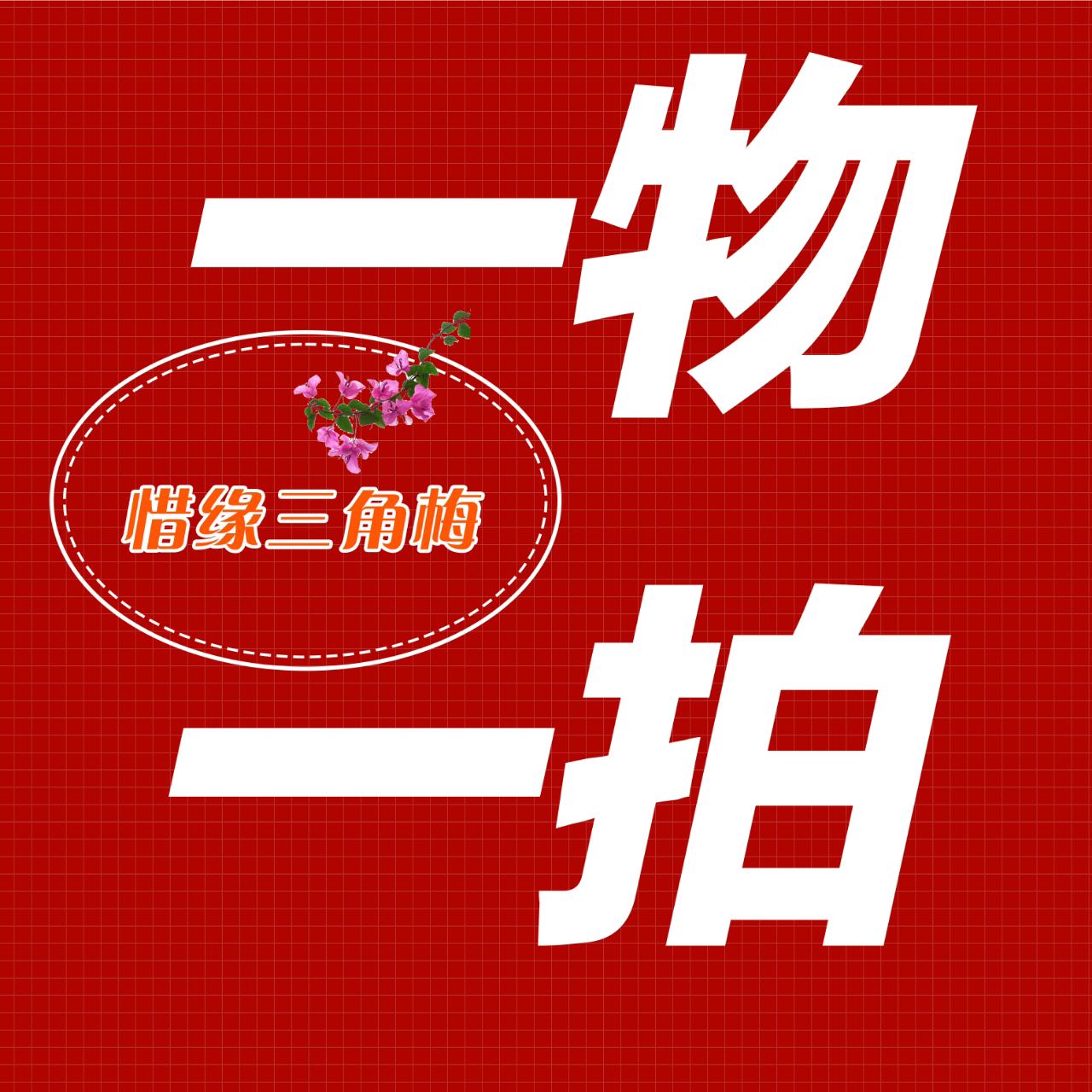 直播间包对版精品三角梅老桩