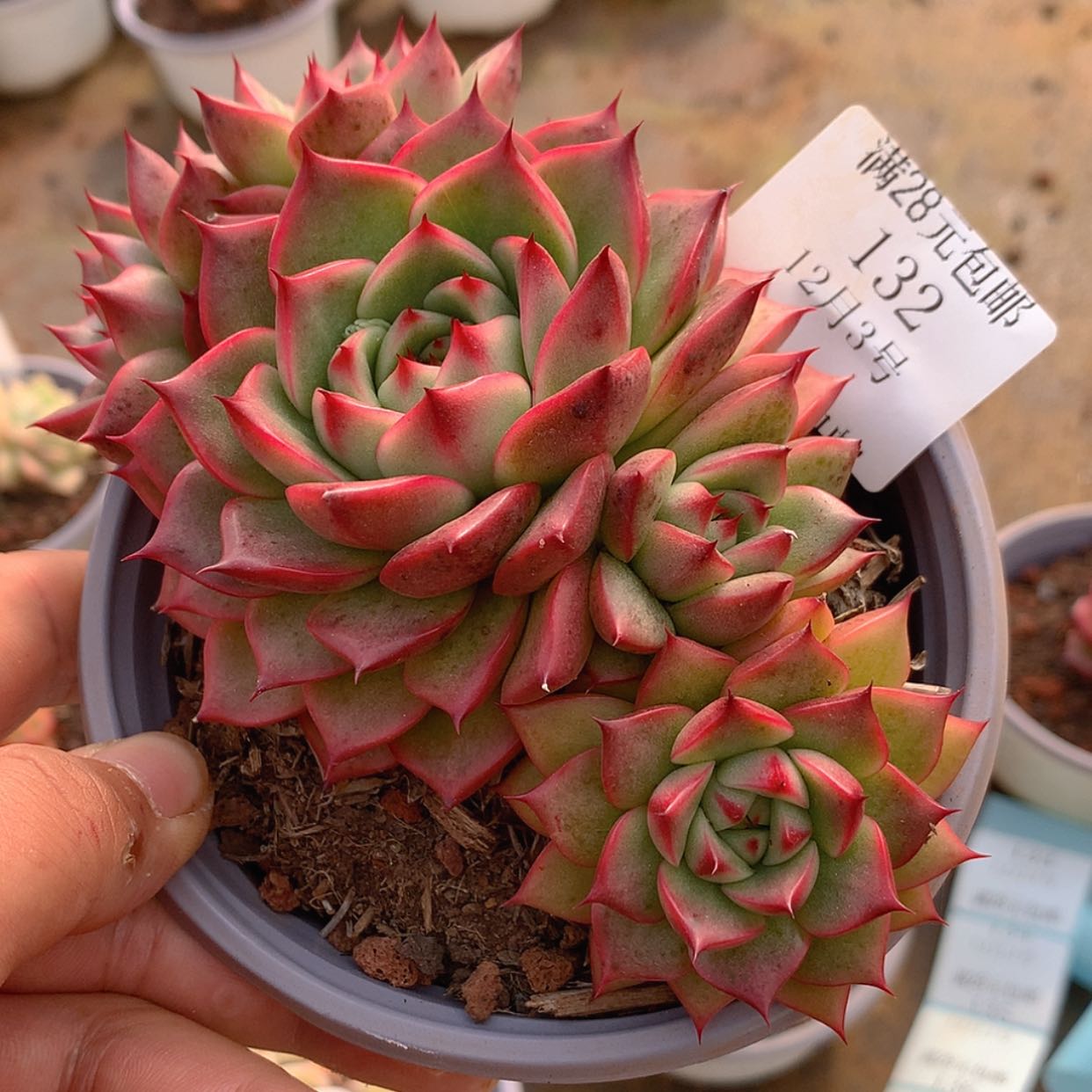 【闪购商品】云132号