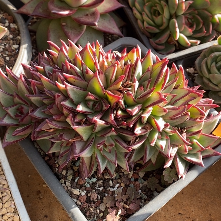 D008- 直播福利 缀化乌木