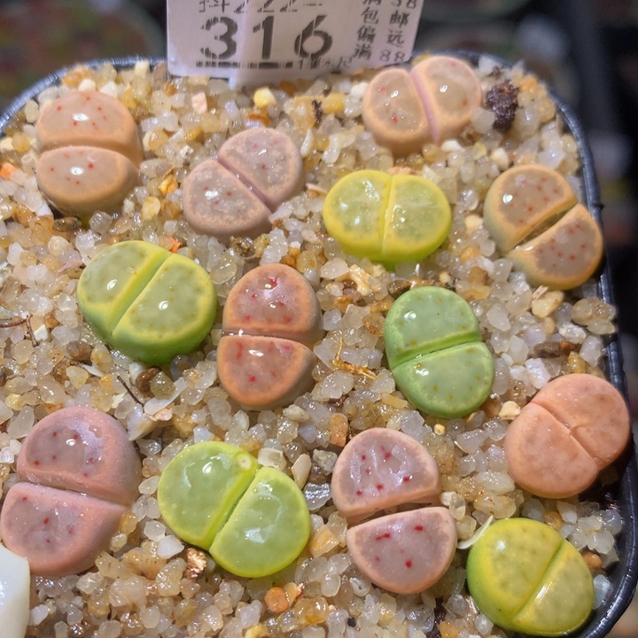 精品生石花222.316