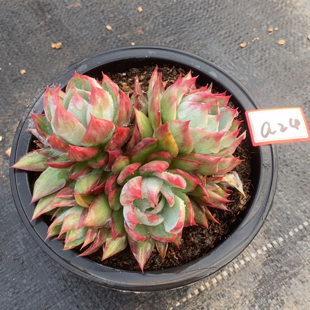 福利大漏惊鸿群a24