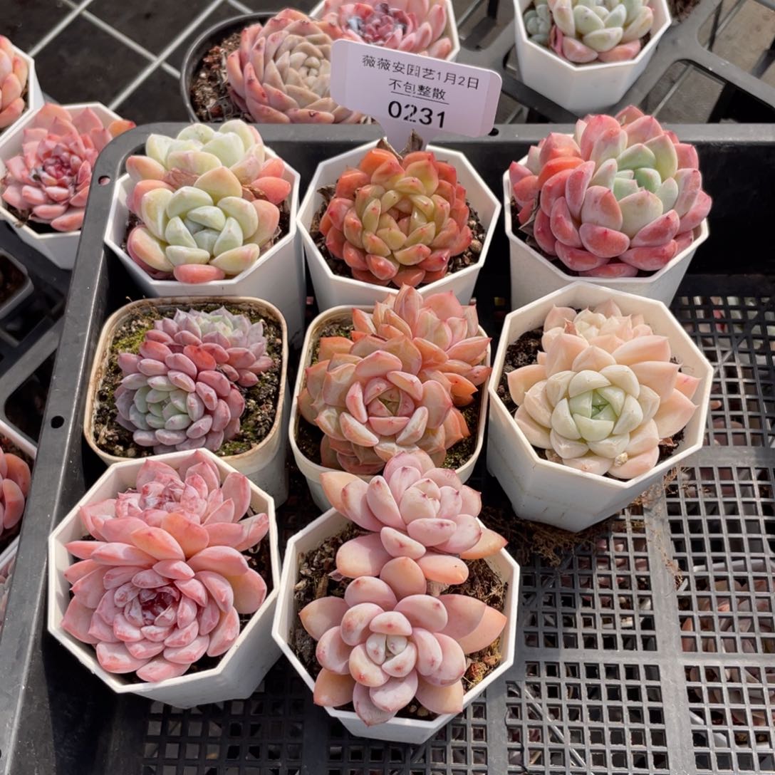 不包整散 盆子不售后0231