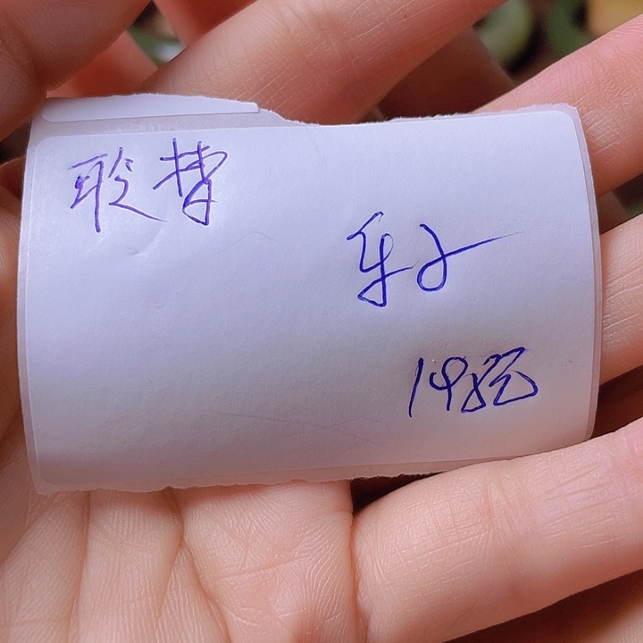未镶嵌手串岫岩河磨玉（透闪石质玉）聆*