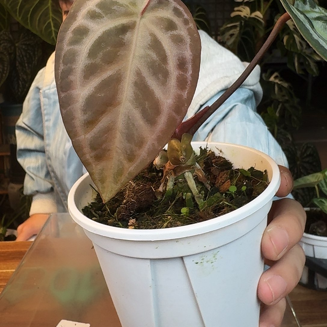 完全开放D09粉柠檬红杂红水晶