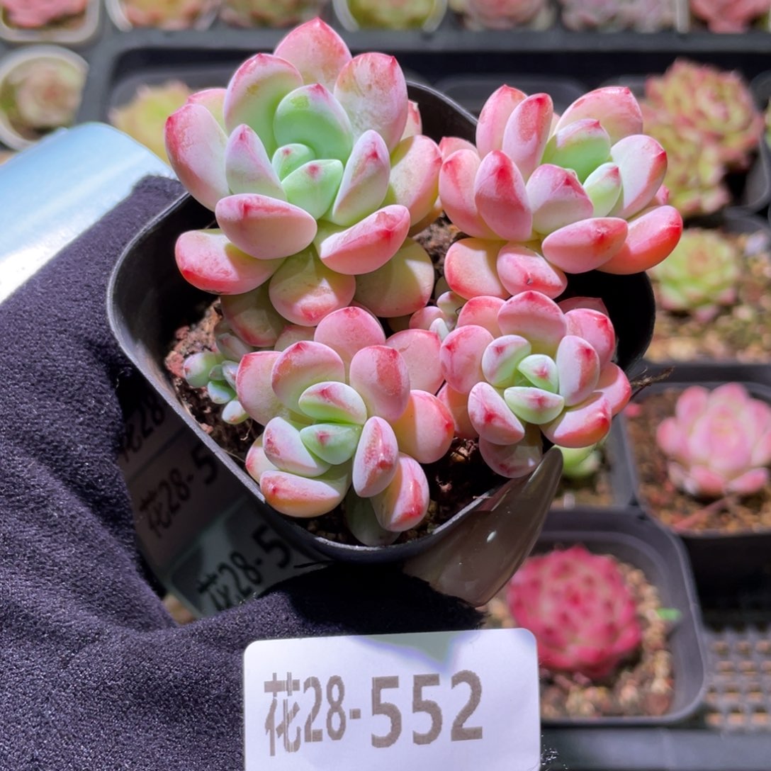 花利美28-552新品