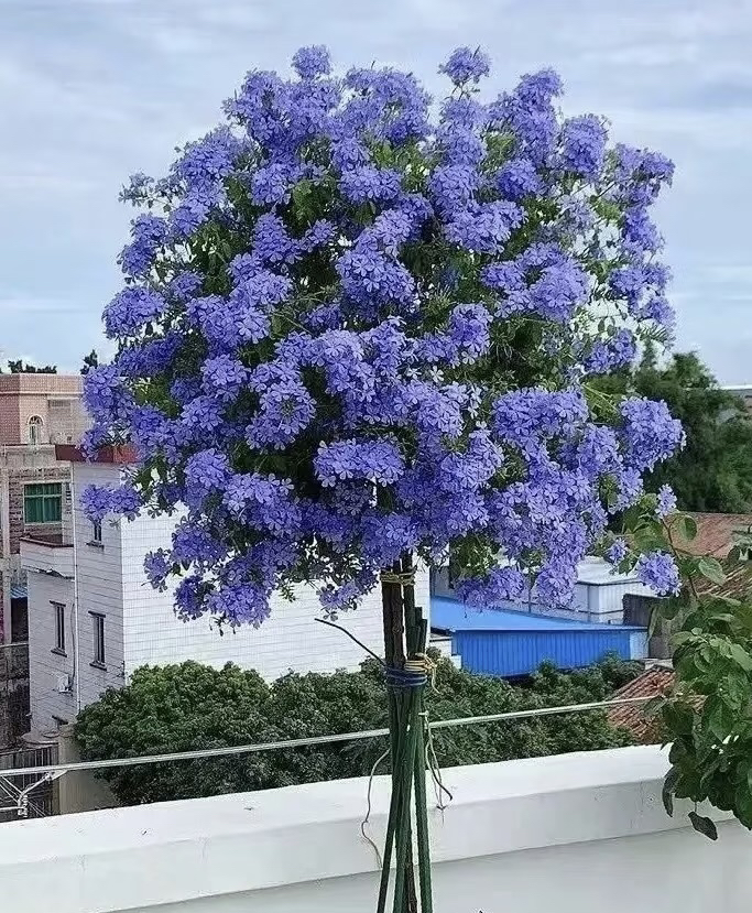 【独杆蓝雪花棒棒糖】四季开花盆栽地栽室内室外全生花苞发货