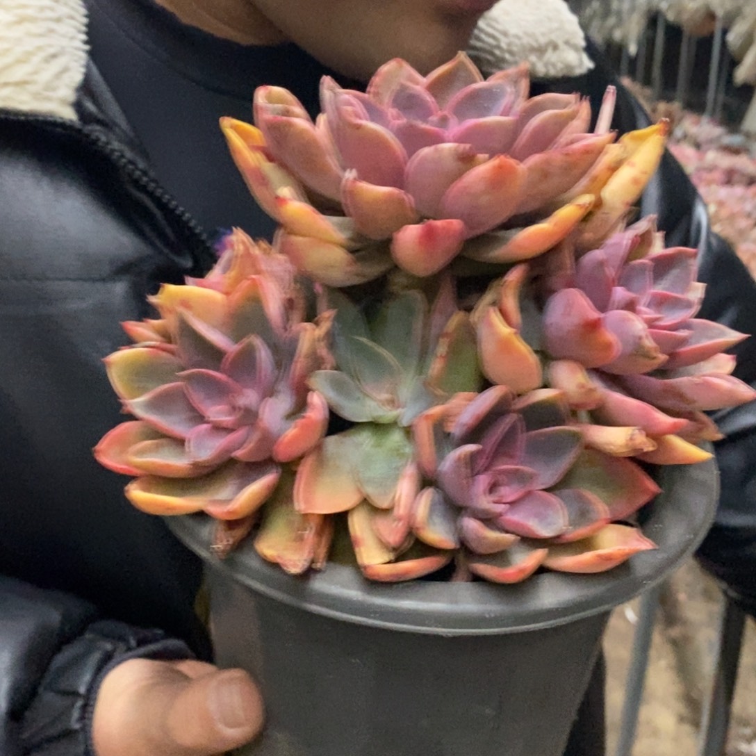 紫气东来大单头带仔，230杯