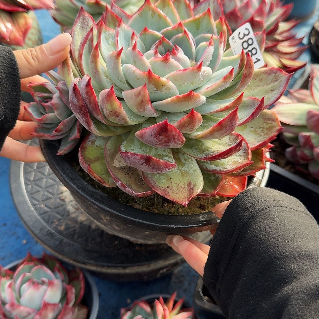 惊鸿惊鸿惊鸿 3881...........