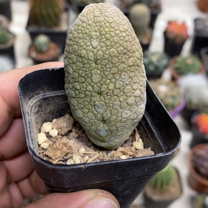 实生凝蹄玉特价福利3