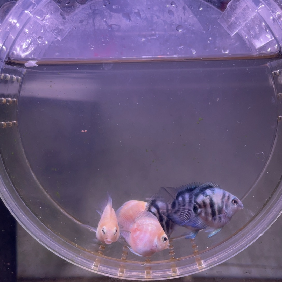 短鲷鱼白金宝蓝一组6条