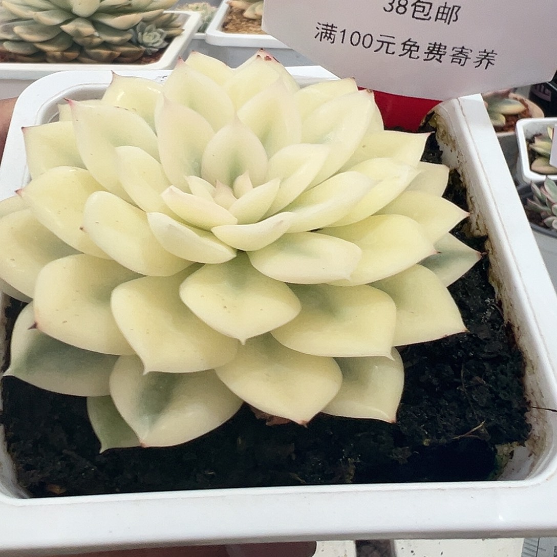 25号月亮仙子锦多肉植物