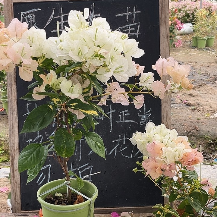 完全开放三角梅金星黄白