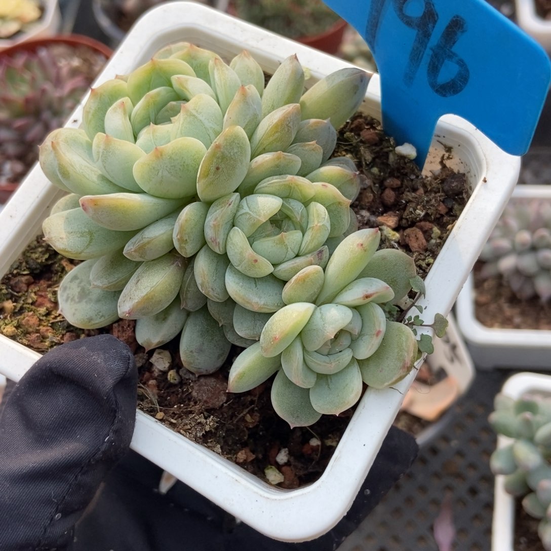 796白色恋人多肉植物