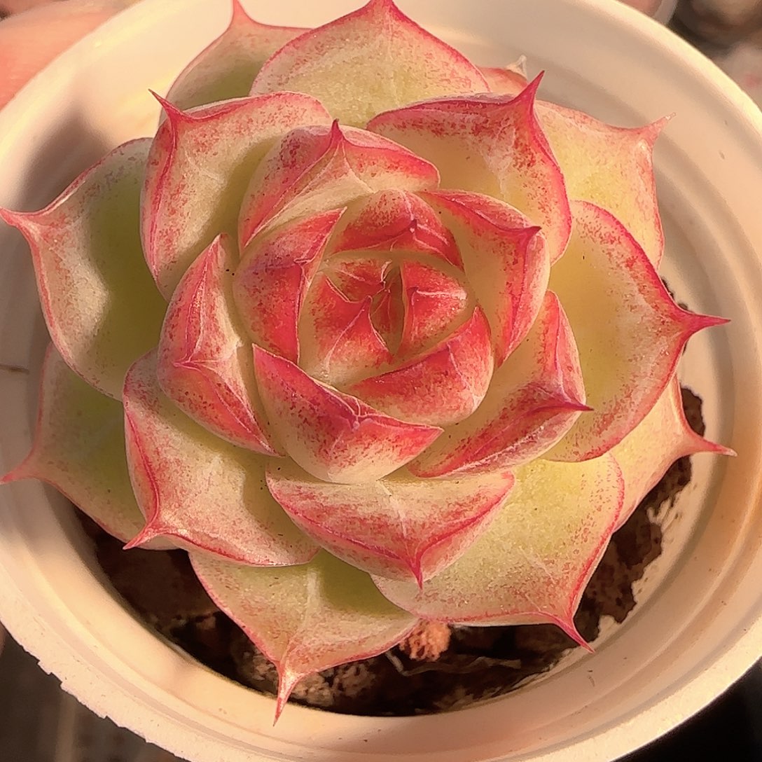 多肉1201-70女王玫瑰