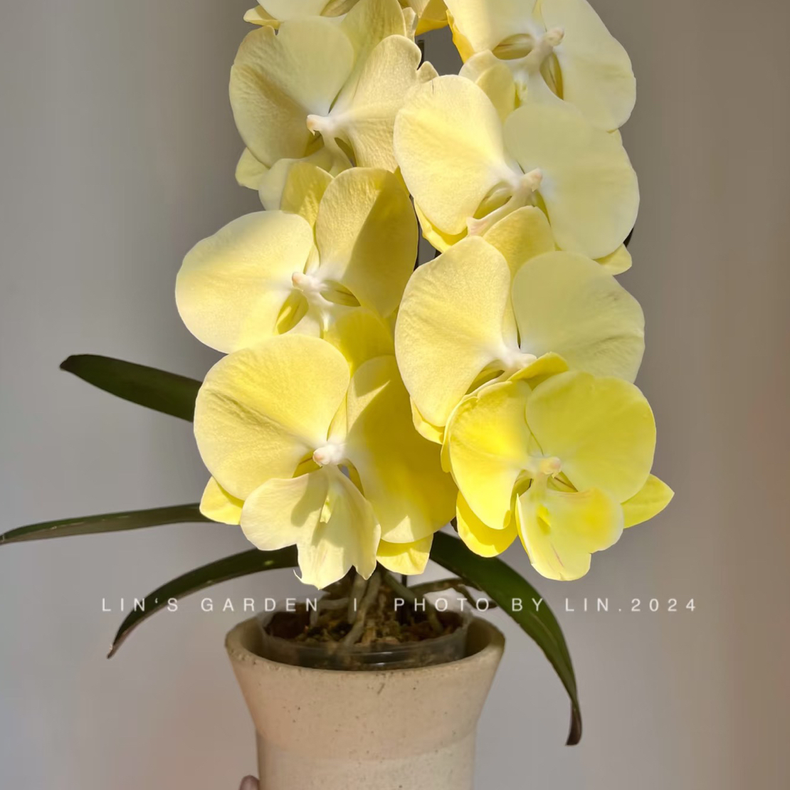 星月大舌头3.5成熟苗不带花带花剑单双混发