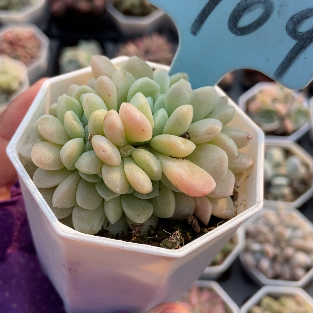 909奶油美人缀多肉植物