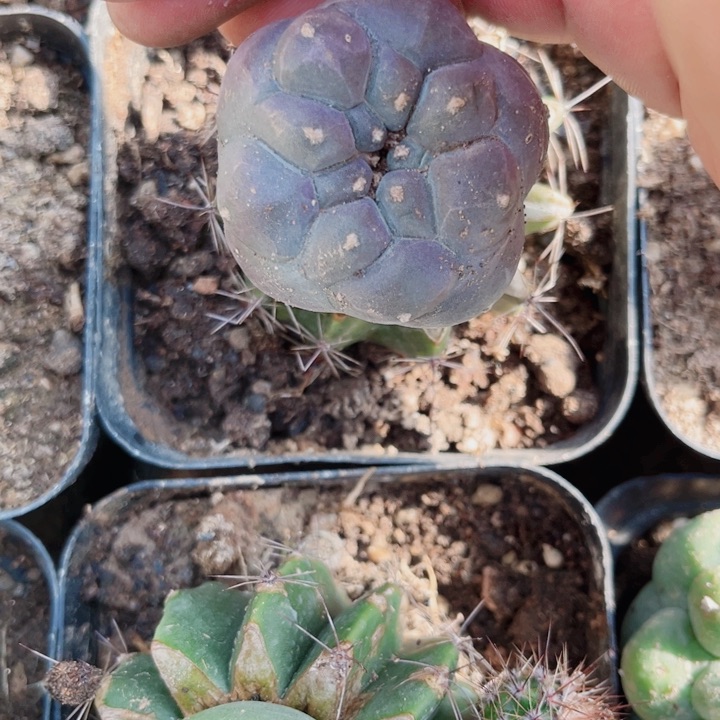草球嫁接仙人球苗接开播福利