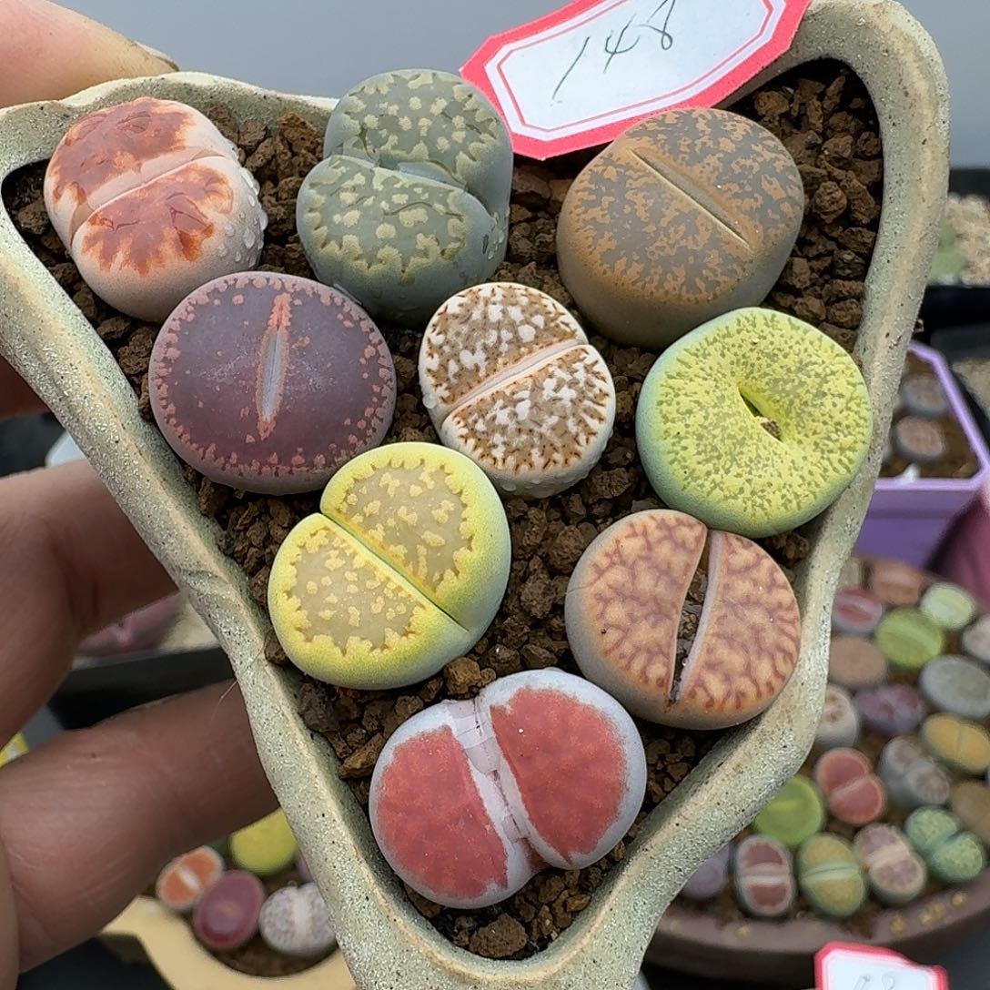 148不含盆的多肉三年的