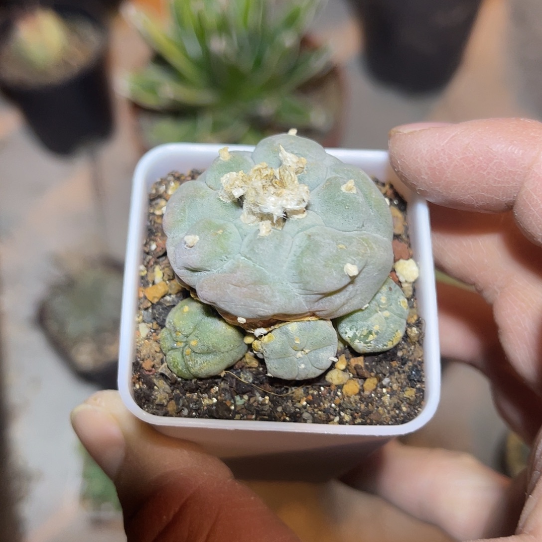 日系大尤龟甲鱼带小崽