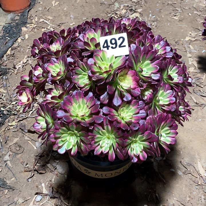法师植物12345678