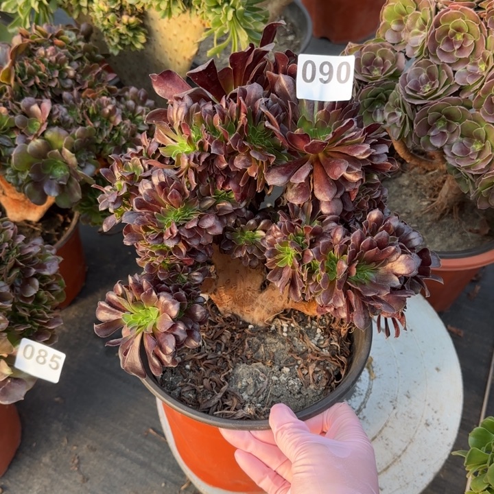 森***雪多肉植物欧紫绿090