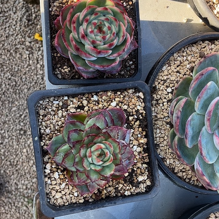 惊鸿仙子一物一拍，2颗