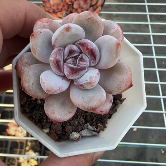 240星星雪一物一拍多肉