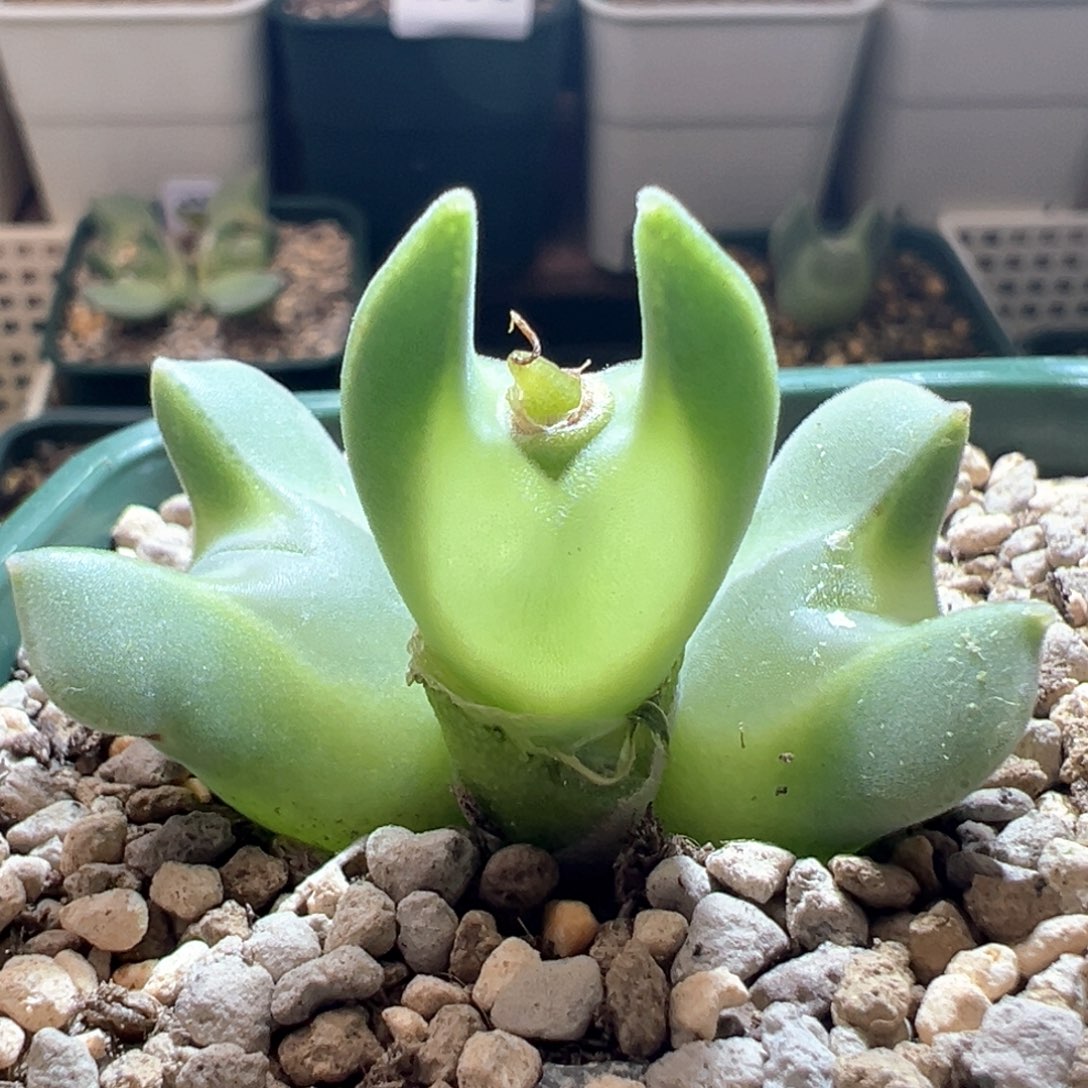 w53。青蛙种源特窄耳卡姿兰超大眼母本空蝉。