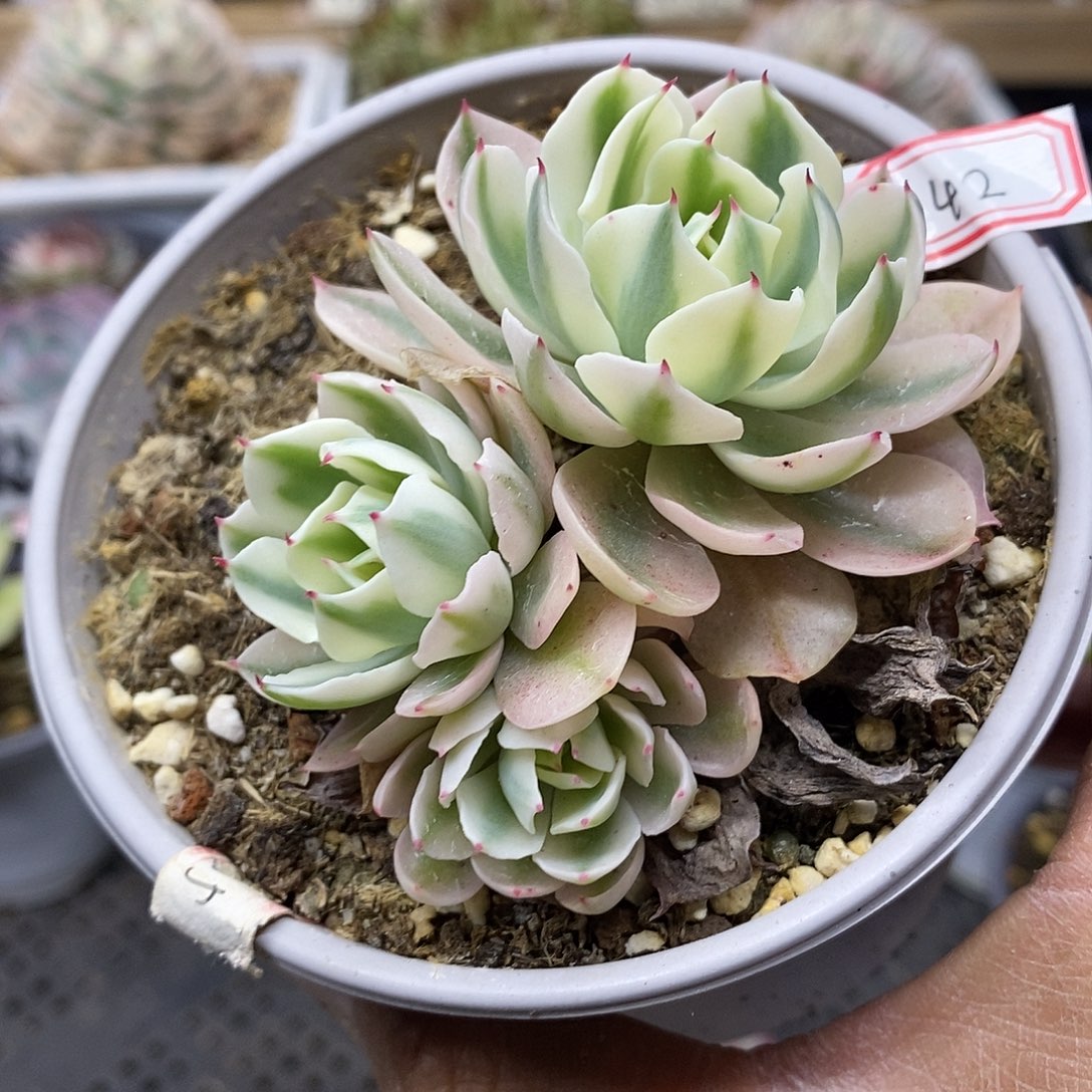 3042 海啸覆轮锦 3 头有砍