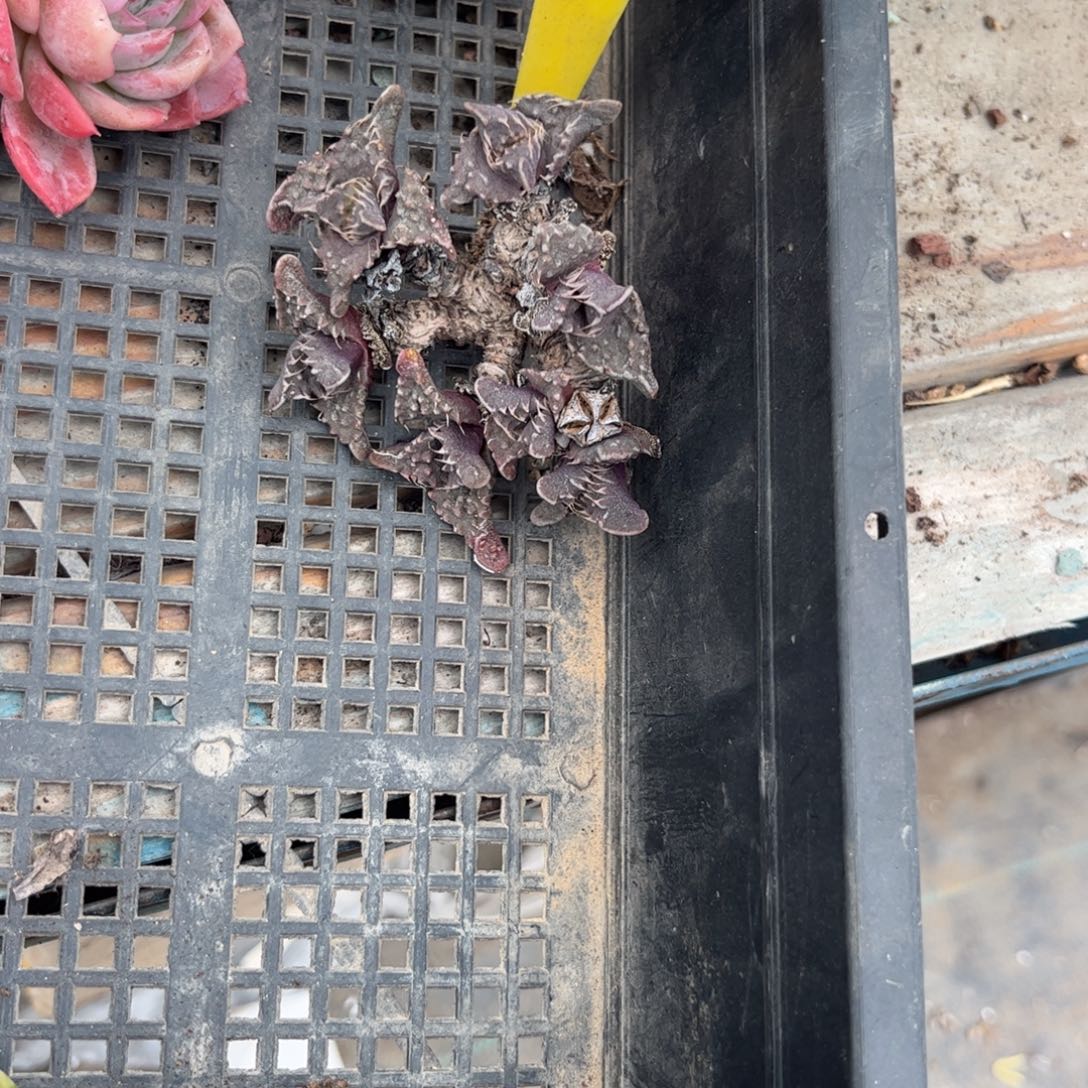 ?*一多肉植物11111路涛