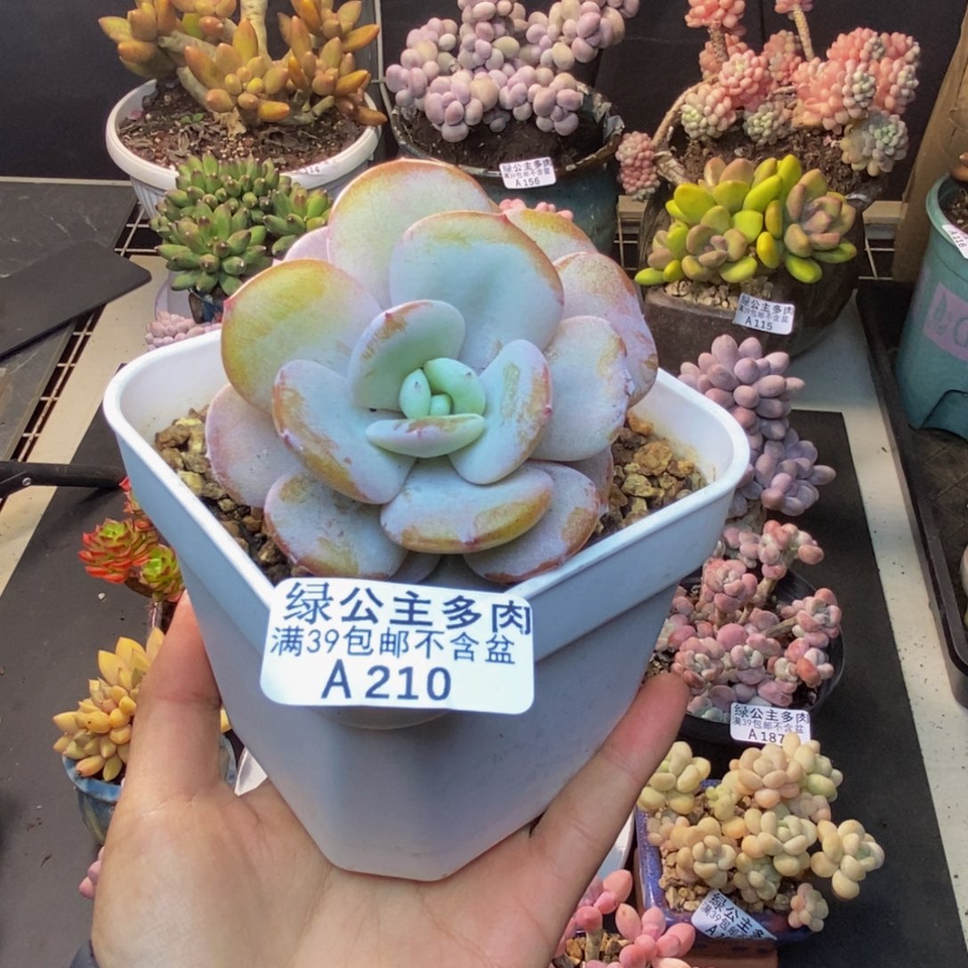 沐*210丸叶奶茶多肉8c m