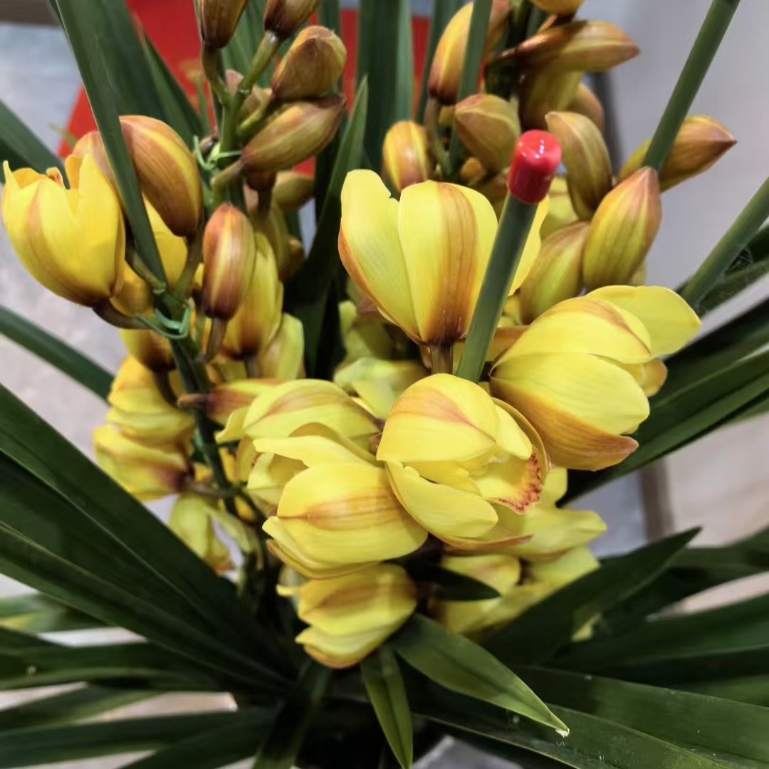 【辉煌】落地款大花惠兰高级金黄色年宵花招财室内盆栽