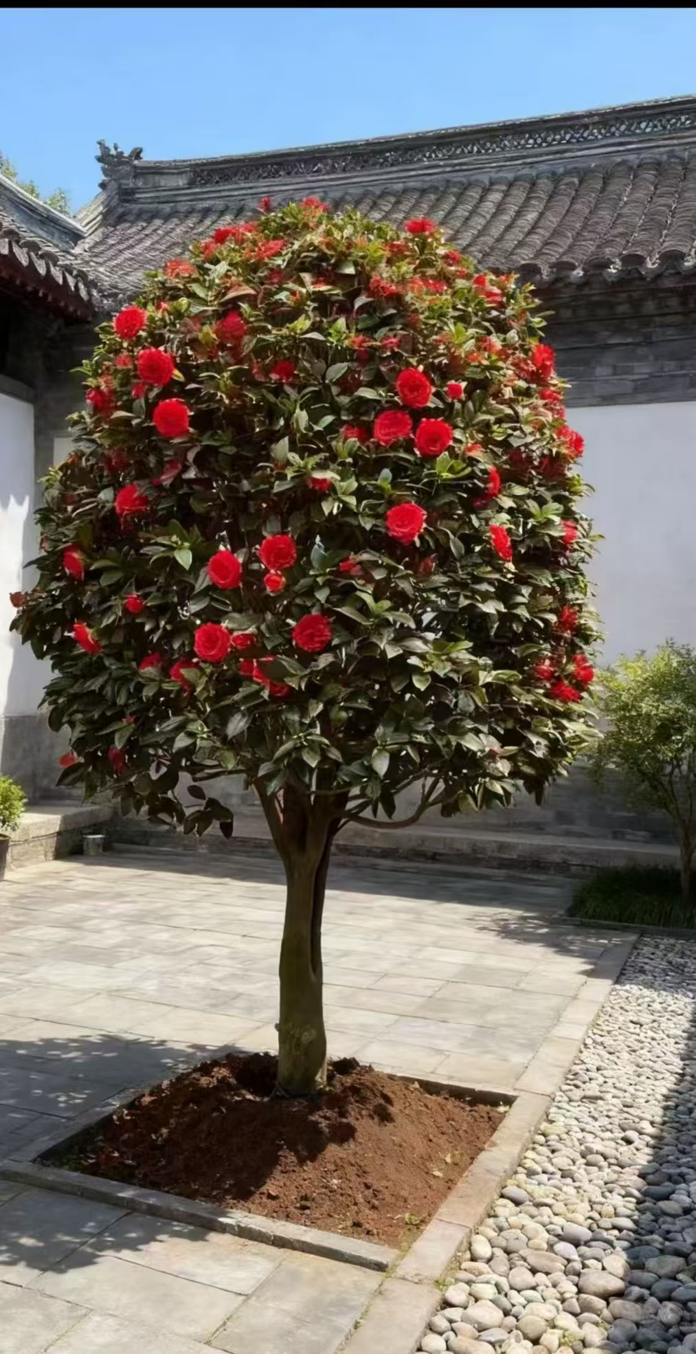 红色茶花盆栽带花苞耐寒花卉植物室内绿植不断开花