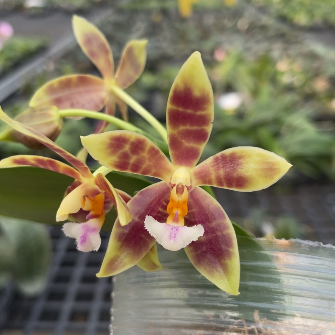 完全开放21HB，3.5杯开花株