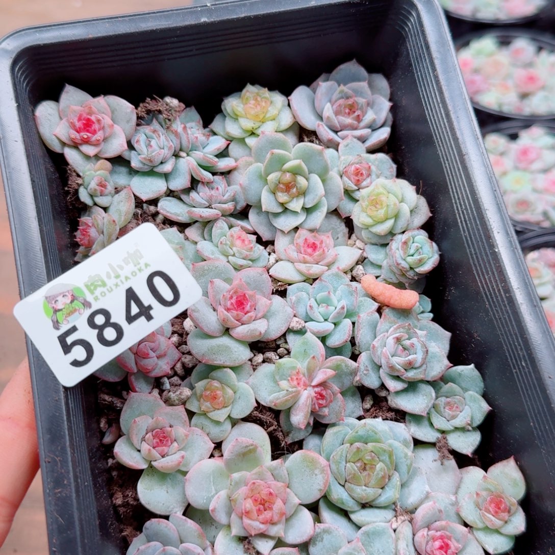 l***6多肉植物多肉植物