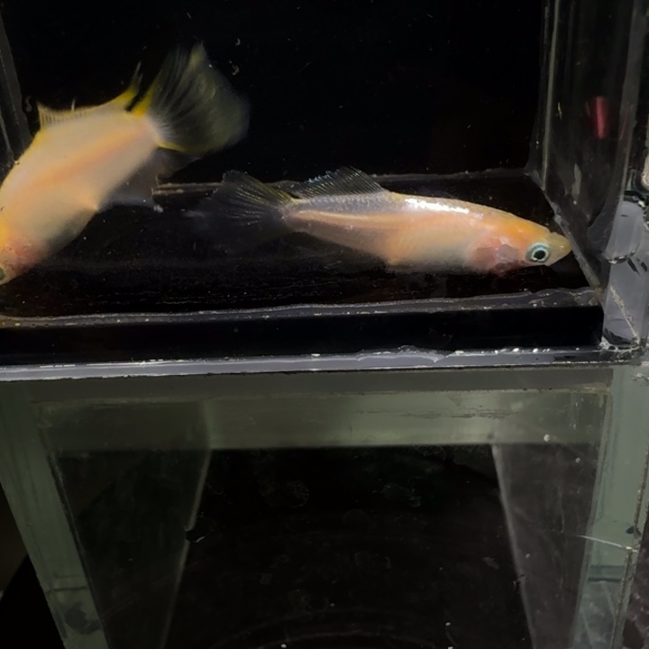 青鳉鱼一物一拍145